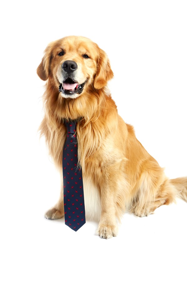 dog wearing human necktie