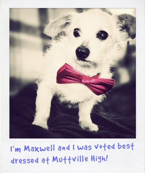 Adopt_Maxwell